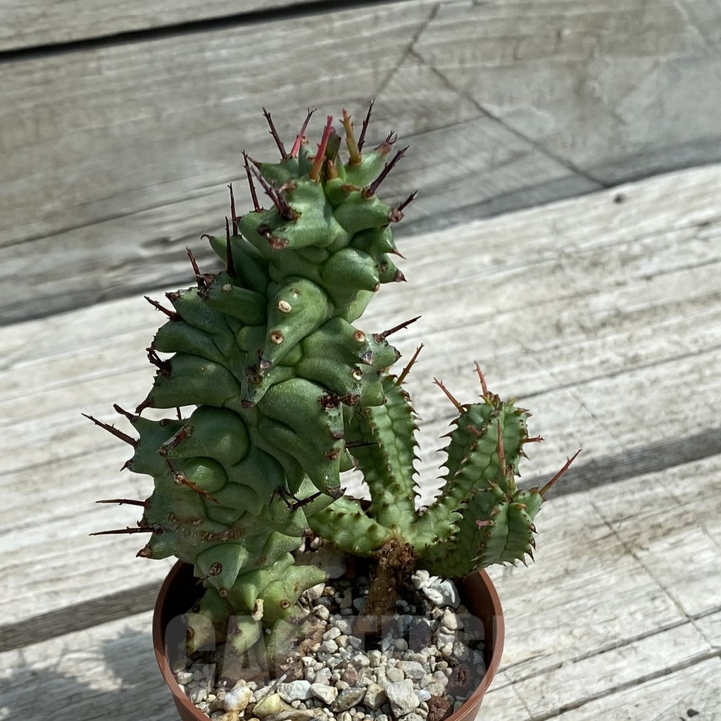 SH12074 Euphorbia horrida f. monstrosa - Image 2
