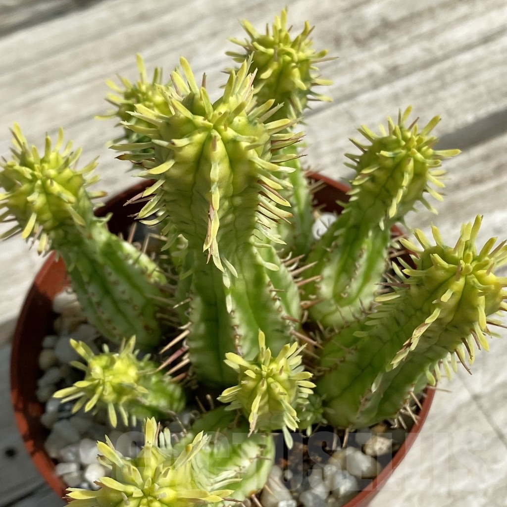 SH12083 Euphorbia aggregata f. variegata