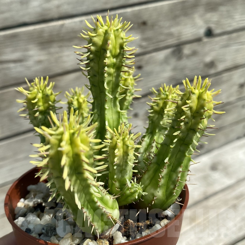 SH12083 Euphorbia aggregata f. variegata - Image 2