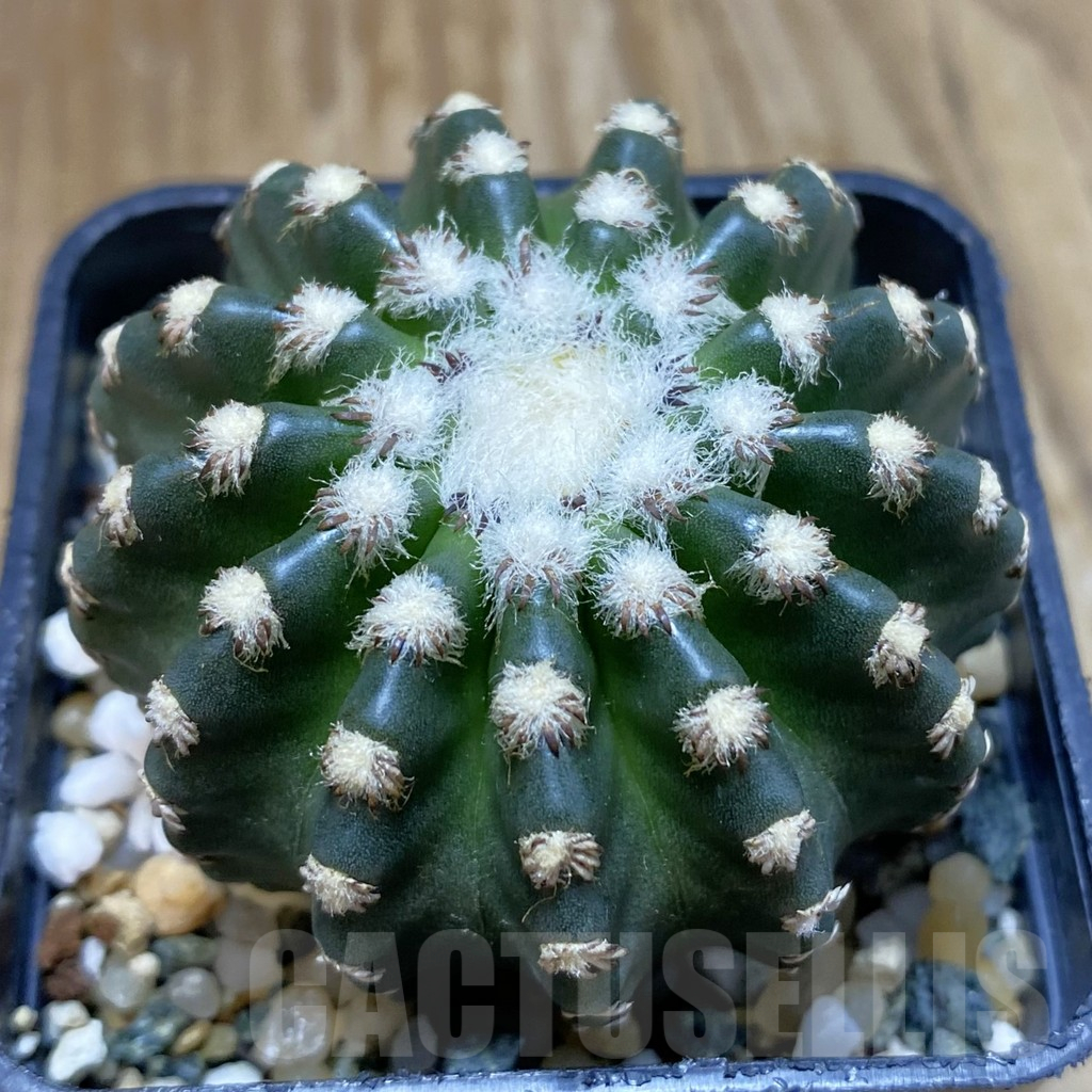 SH12239 Discocactus horstii