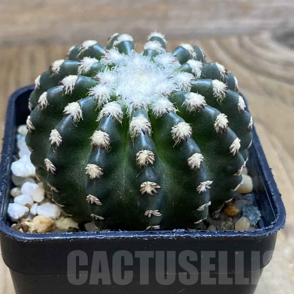 SH12239 Discocactus horstii - Image 2