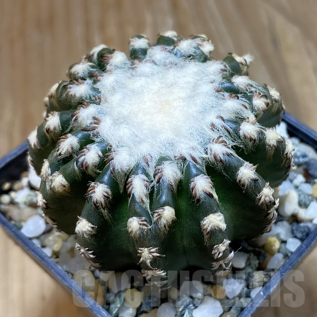 SH12240 Discocactus horstii