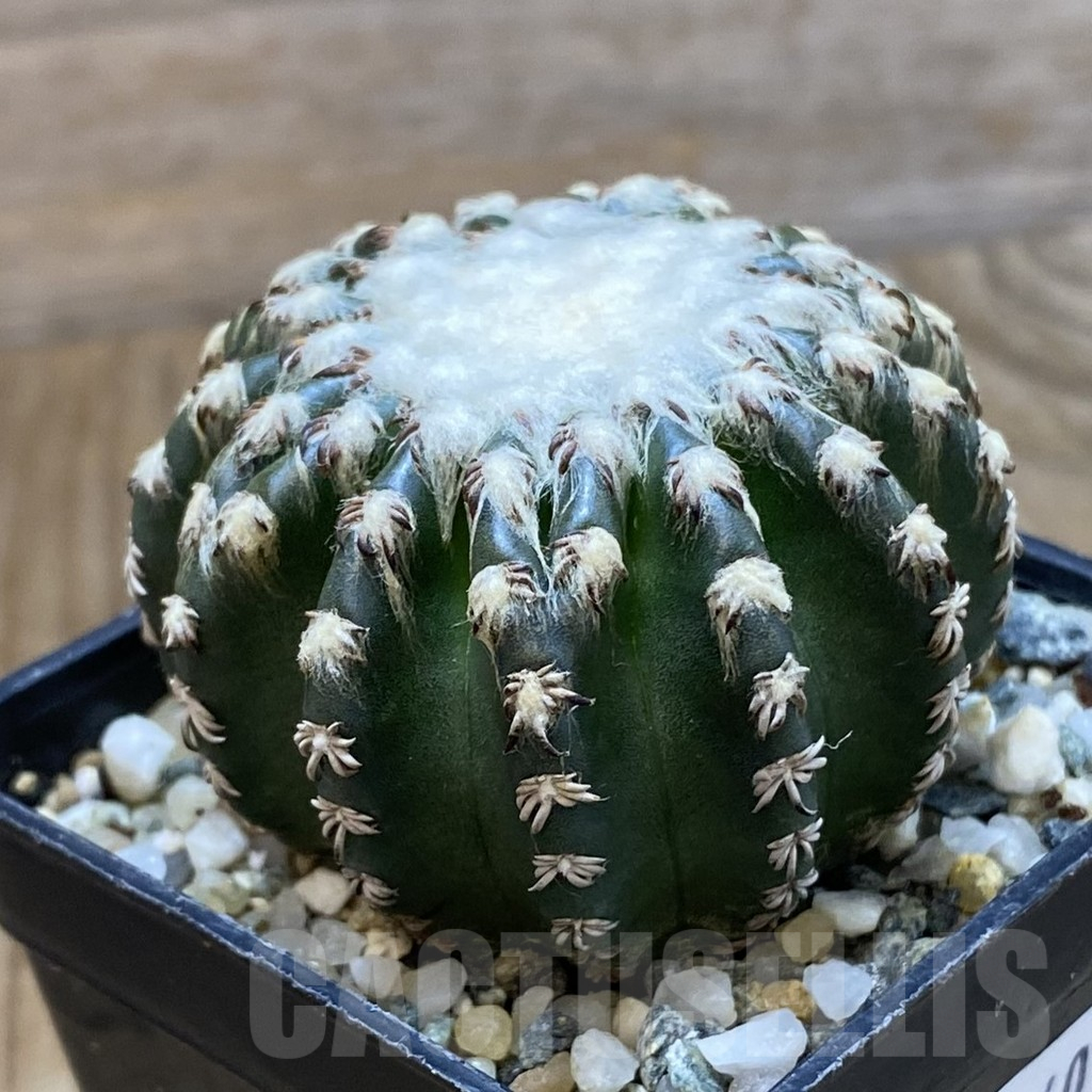 SH12240 Discocactus horstii - Image 2
