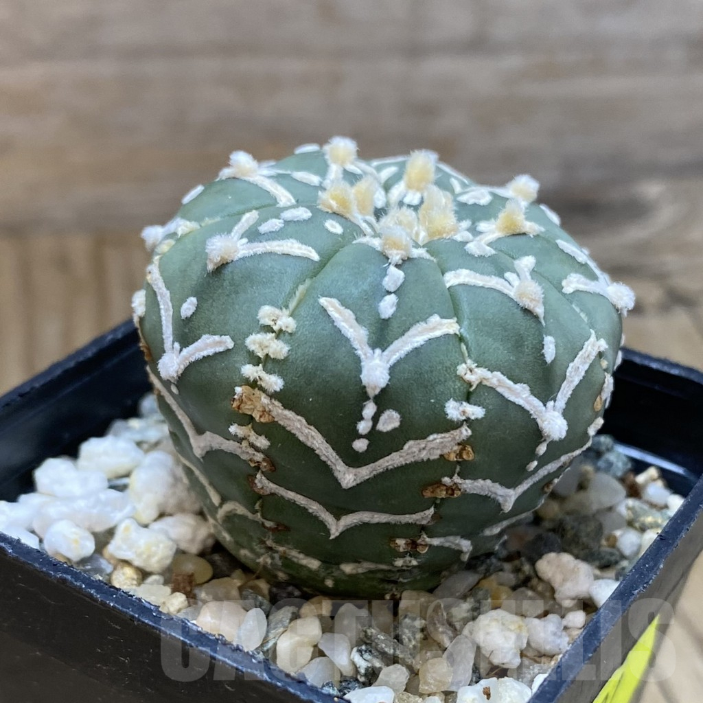 SH12241 Astrophytum asterias 'Super Kabuto' V-type f. nudum - Image 2
