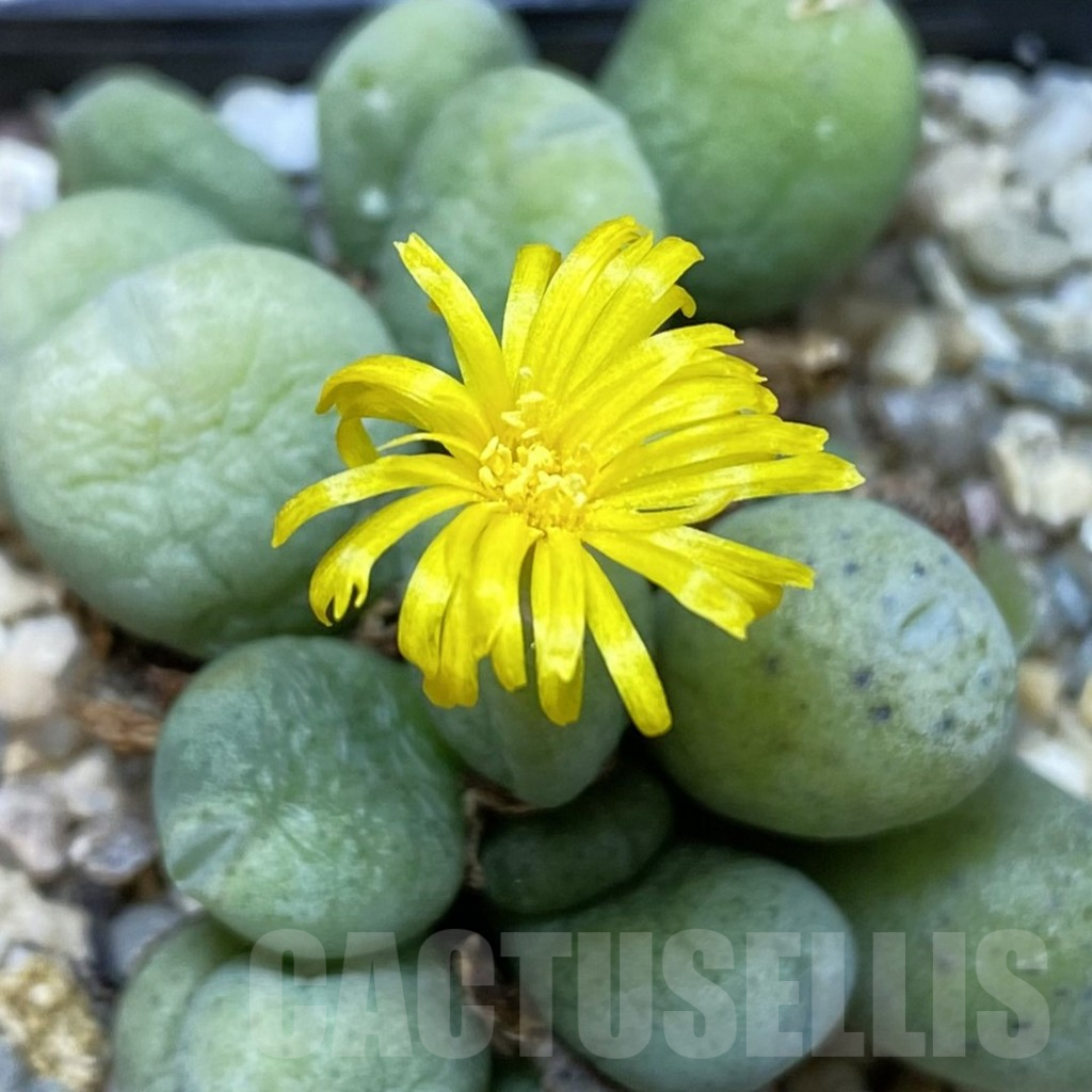 SH12210 Conophytum meyeri