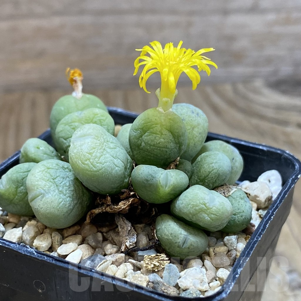 SH12210 Conophytum meyeri - Image 2