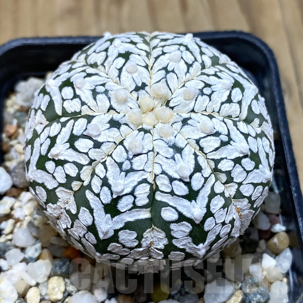 SH12247 Astrophytum asterias 'Super Kabuto' V-type
