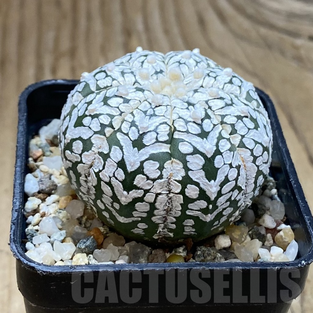 SH12247 Astrophytum asterias 'Super Kabuto' V-type - Image 2