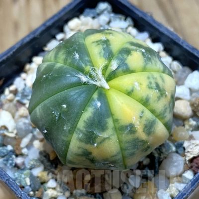SH12251 Astrophytum asterias f. variegata