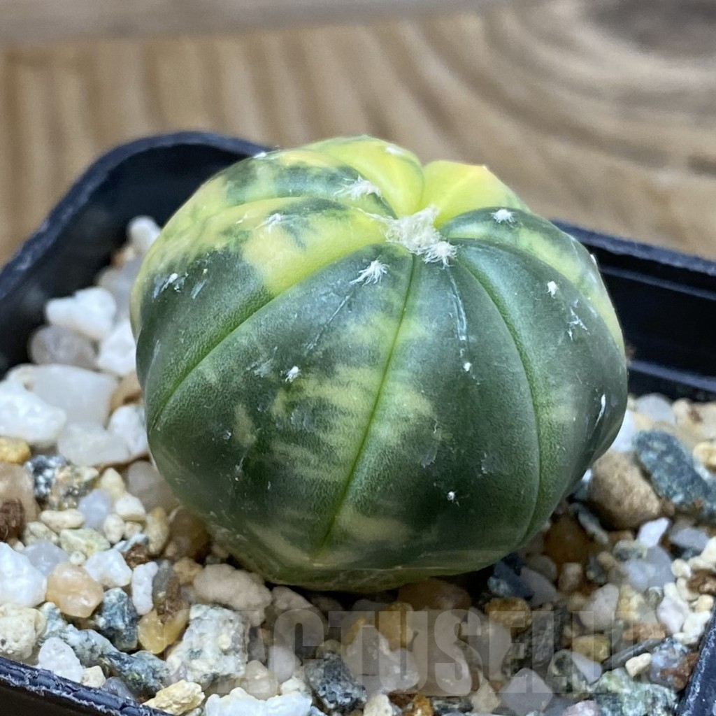 SH12251 Astrophytum asterias f. variegata - Image 2