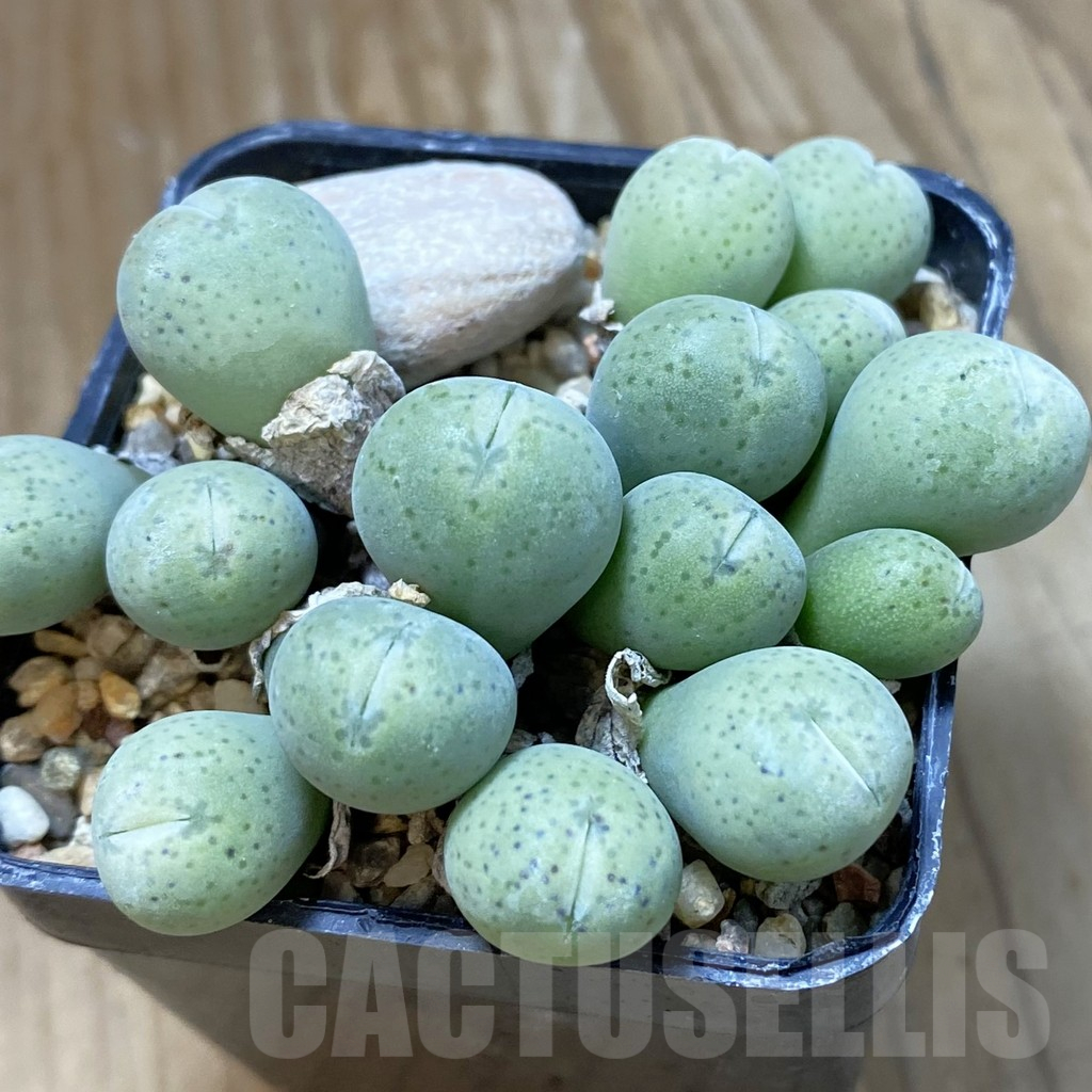 SH12211 Conophytum uviforme