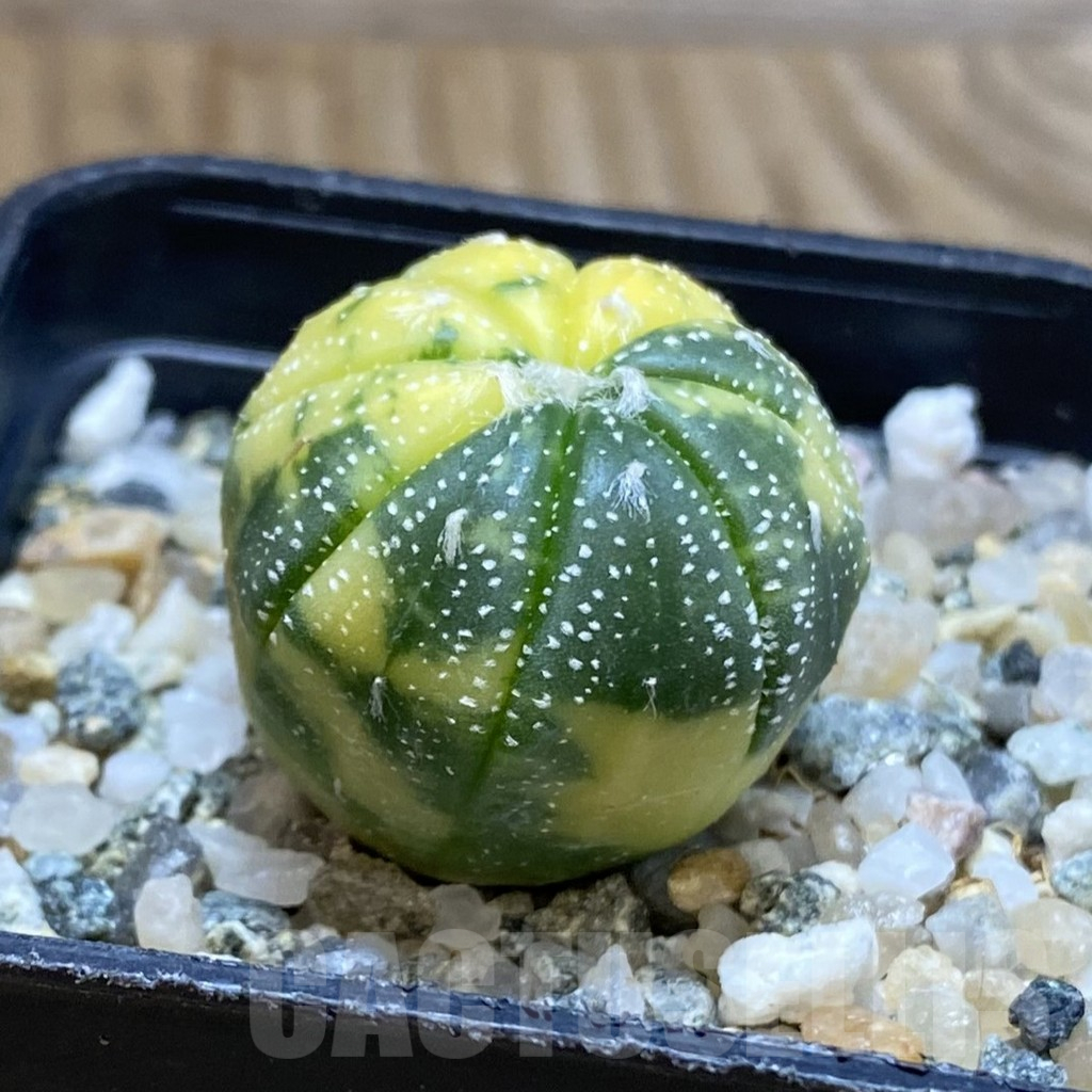 SH12254 Astrophytum asterias f. variegata - Image 2