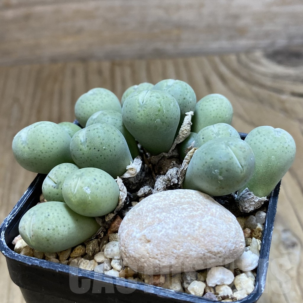 SH12211 Conophytum uviforme - Image 2