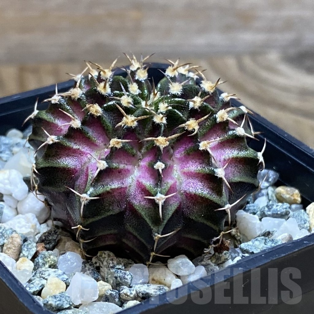 SH12259 Gymnocalycium mihanovichii 'T-Lux', seedling - Image 2