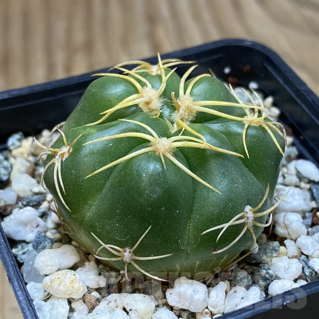 SH12271 Gymnocalycium denudatum ‘Kaiomaru’, seedling -Japan- - Image 2