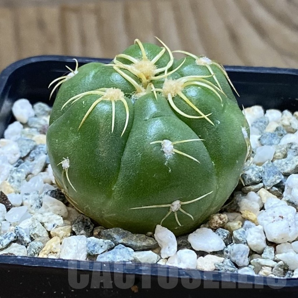 SH12272 Gymnocalycium denudatum ‘Kaiomaru’, seedling -Japan- - Image 2