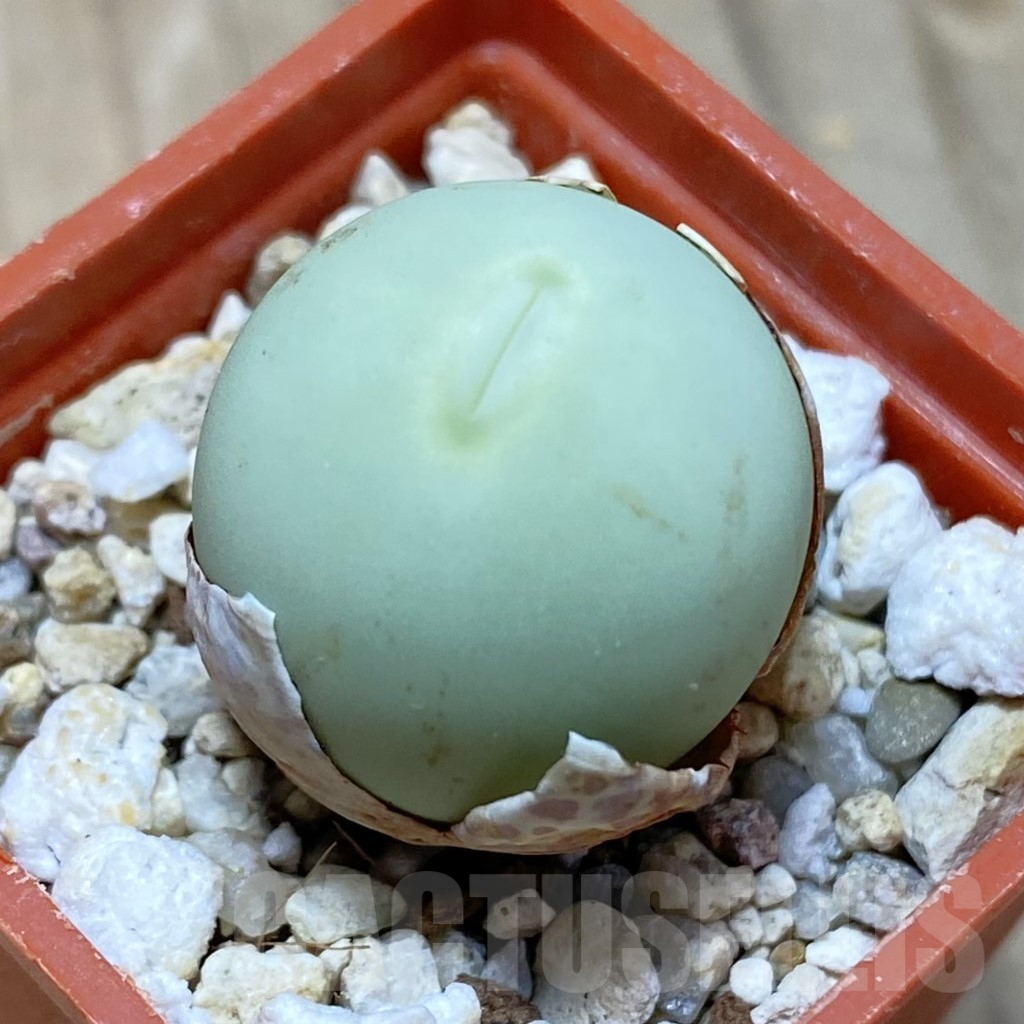 SH12214 Conophytum calculus