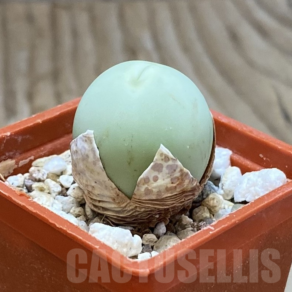 SH12214 Conophytum calculus - Image 2