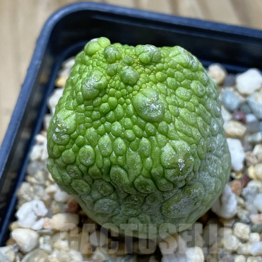 SH12218 Pseudolithos cubiformis - Image 2