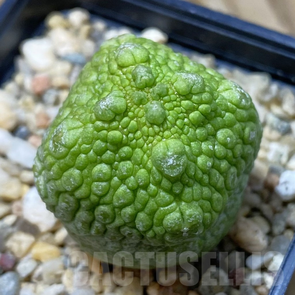 SH12218 Pseudolithos cubiformis