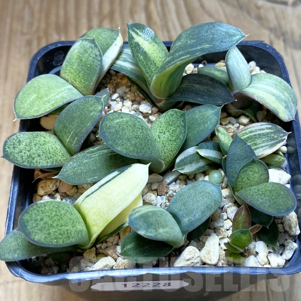 SH12228 Gasteria hybrid f. variegata , 9 plants