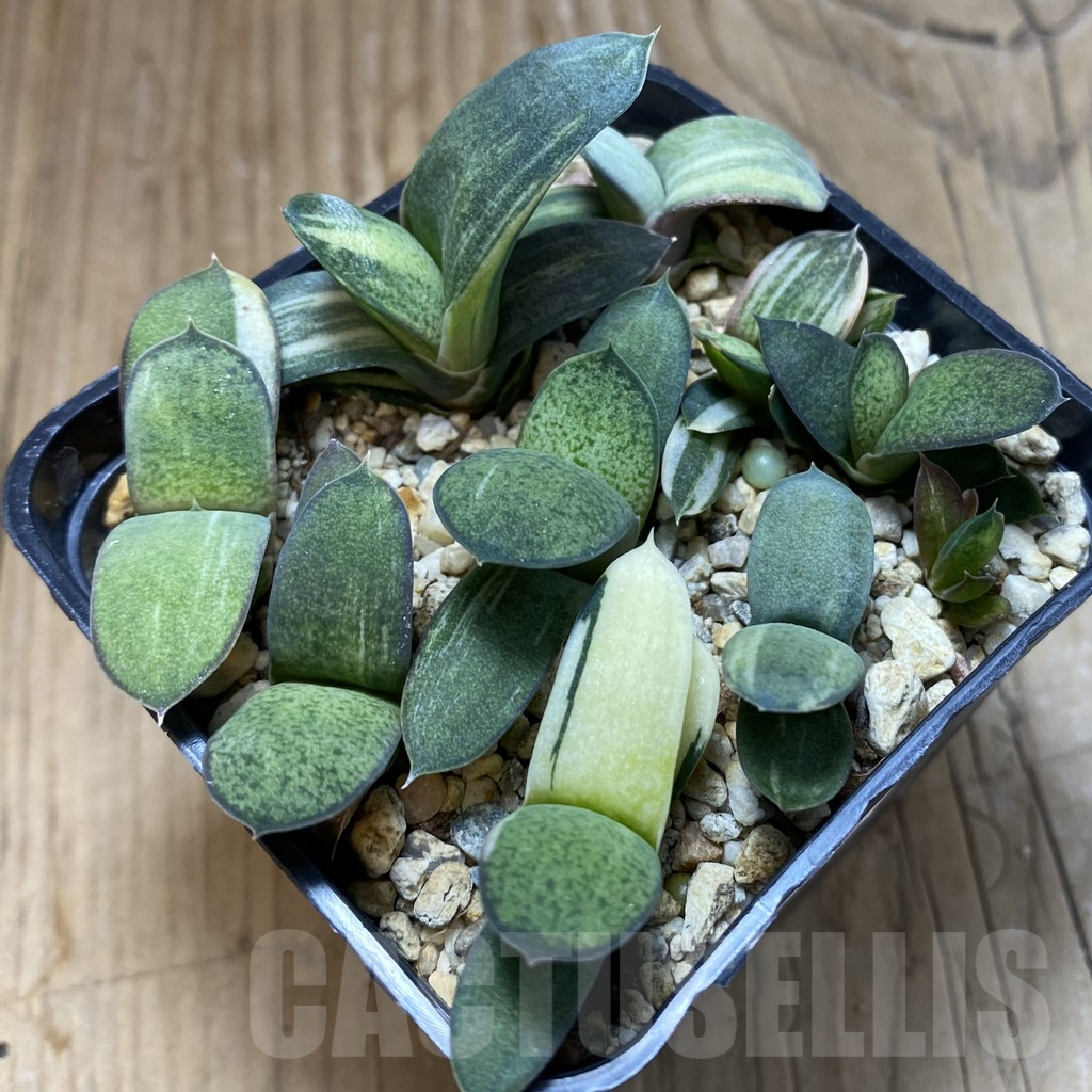 SH12228 Gasteria hybrid f. variegata , 9 plants - Image 2