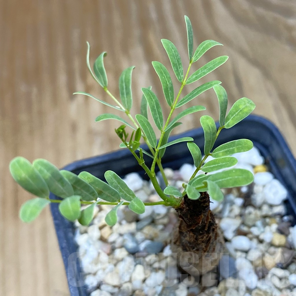 SH12230 Senna meridionalis