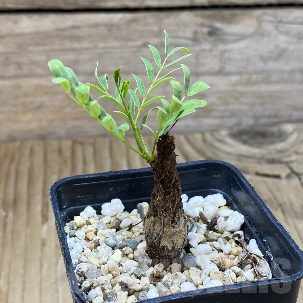 SH12230 Senna meridionalis - Image 2