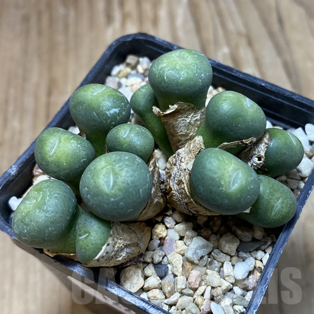 SH12209 Conophytum minutum - Image 2