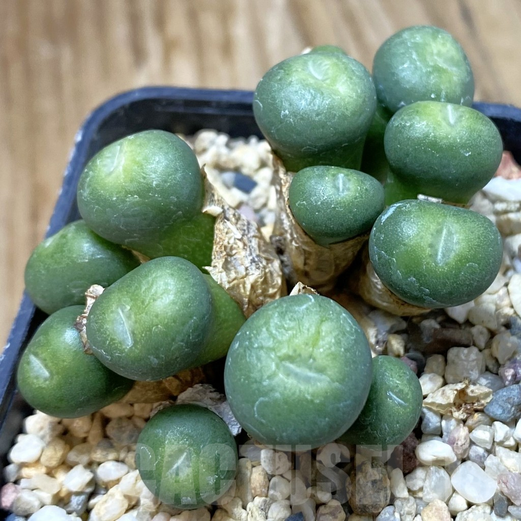 SH12209 Conophytum minutum
