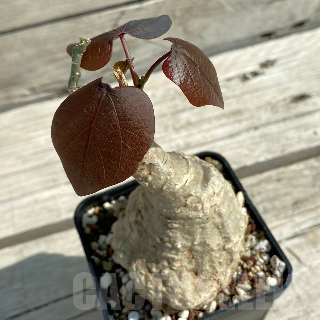 SH12236 Adenia stylosa, red leaf