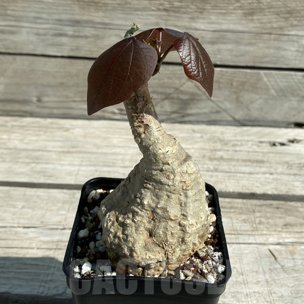 SH12236 Adenia stylosa, red leaf - Image 2