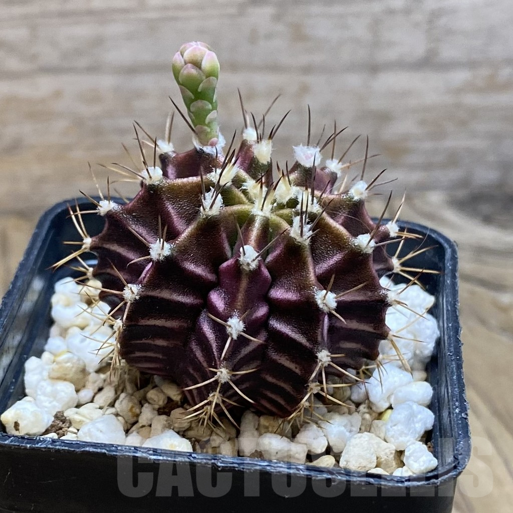 SH12375 Gymnocalycium mihanovichii ‘Hibotan’, seedling - Image 2