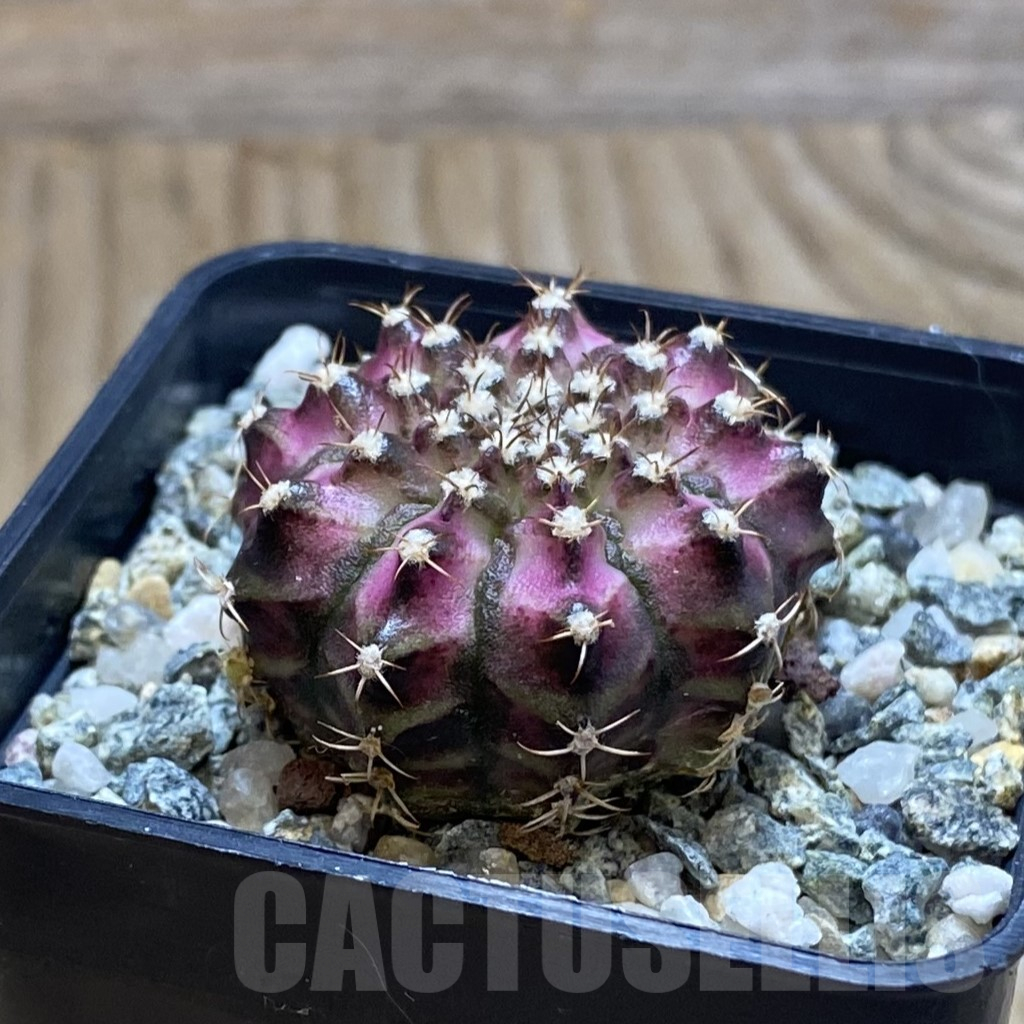 SH12376 Gymnocalycium mihanovichii 'T-Lux', seedling - Image 2