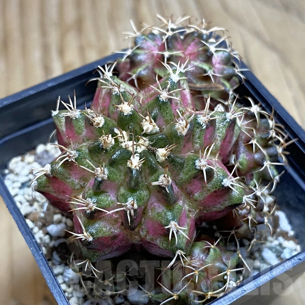 SH12378 Gymnocalycium mihanovichii 'T-Rex', seedling