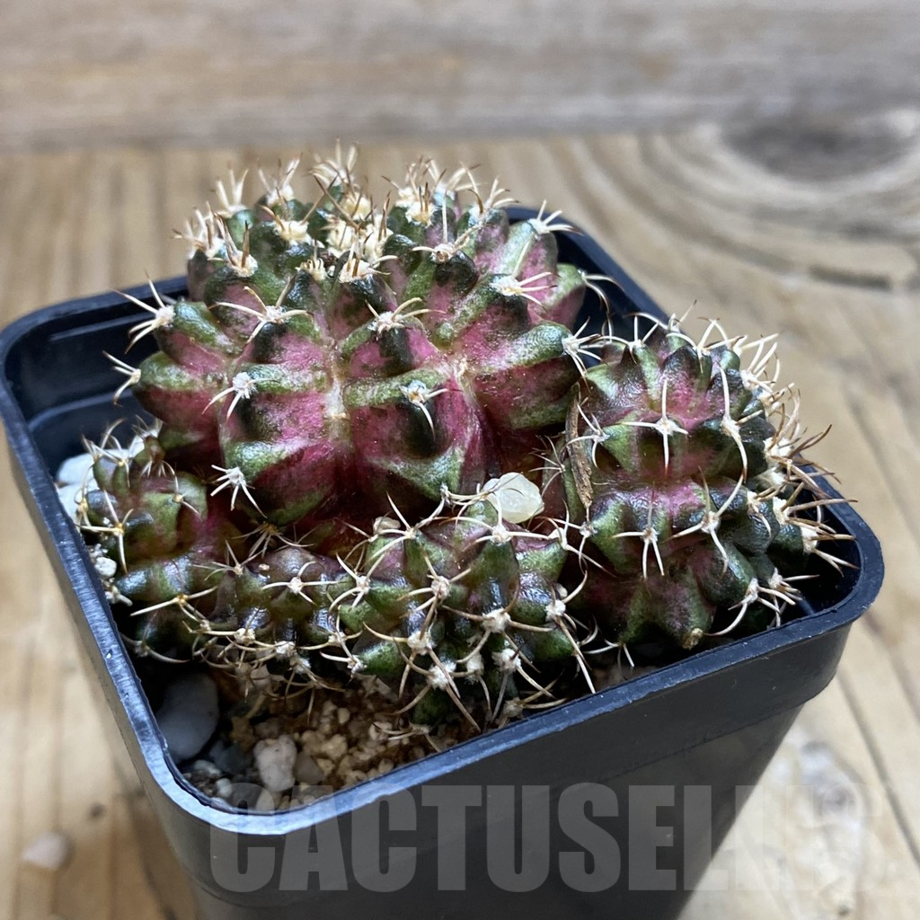 SH12378 Gymnocalycium mihanovichii 'T-Rex', seedling - Image 2