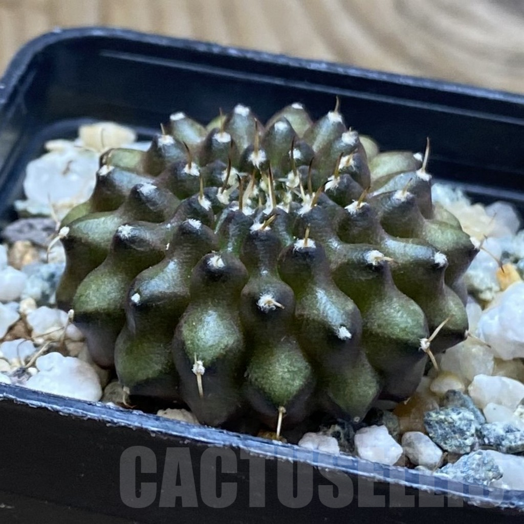 SH12383 Gymnocalycium mihanovichii ‘inermis’ - Image 2
