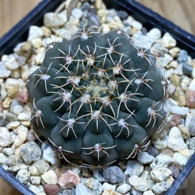 SH12398 Gymnocalycium stellatum VG 283