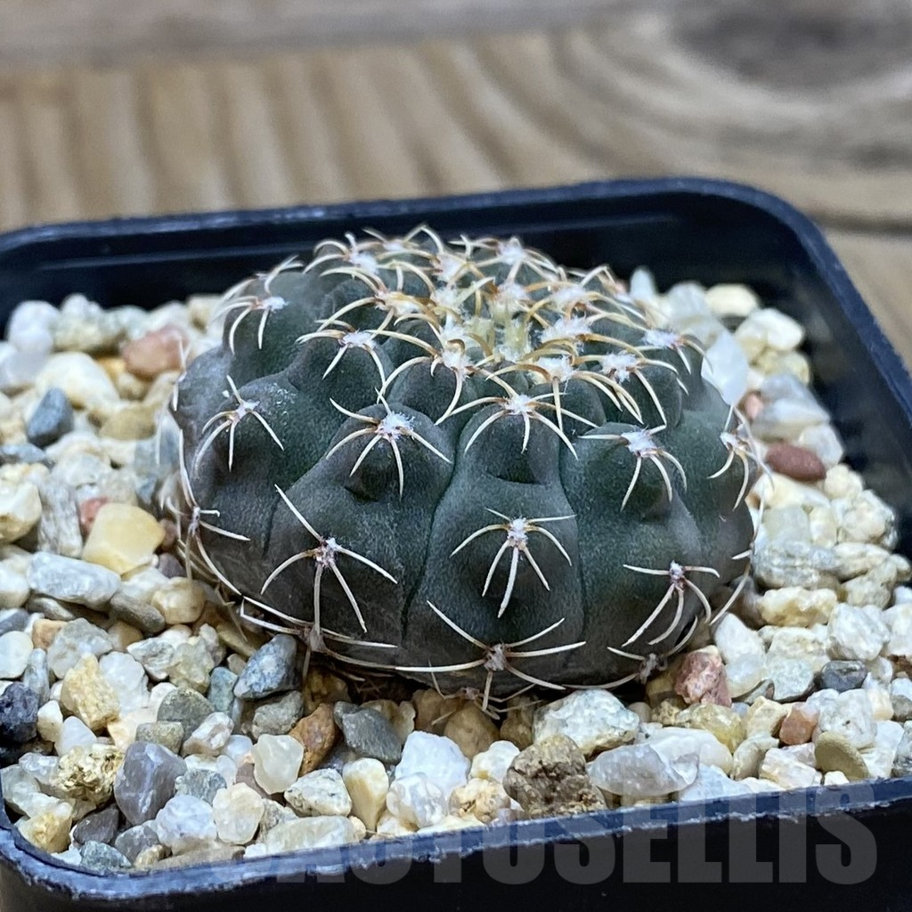 SH12398 Gymnocalycium stellatum VG 283 - Image 2