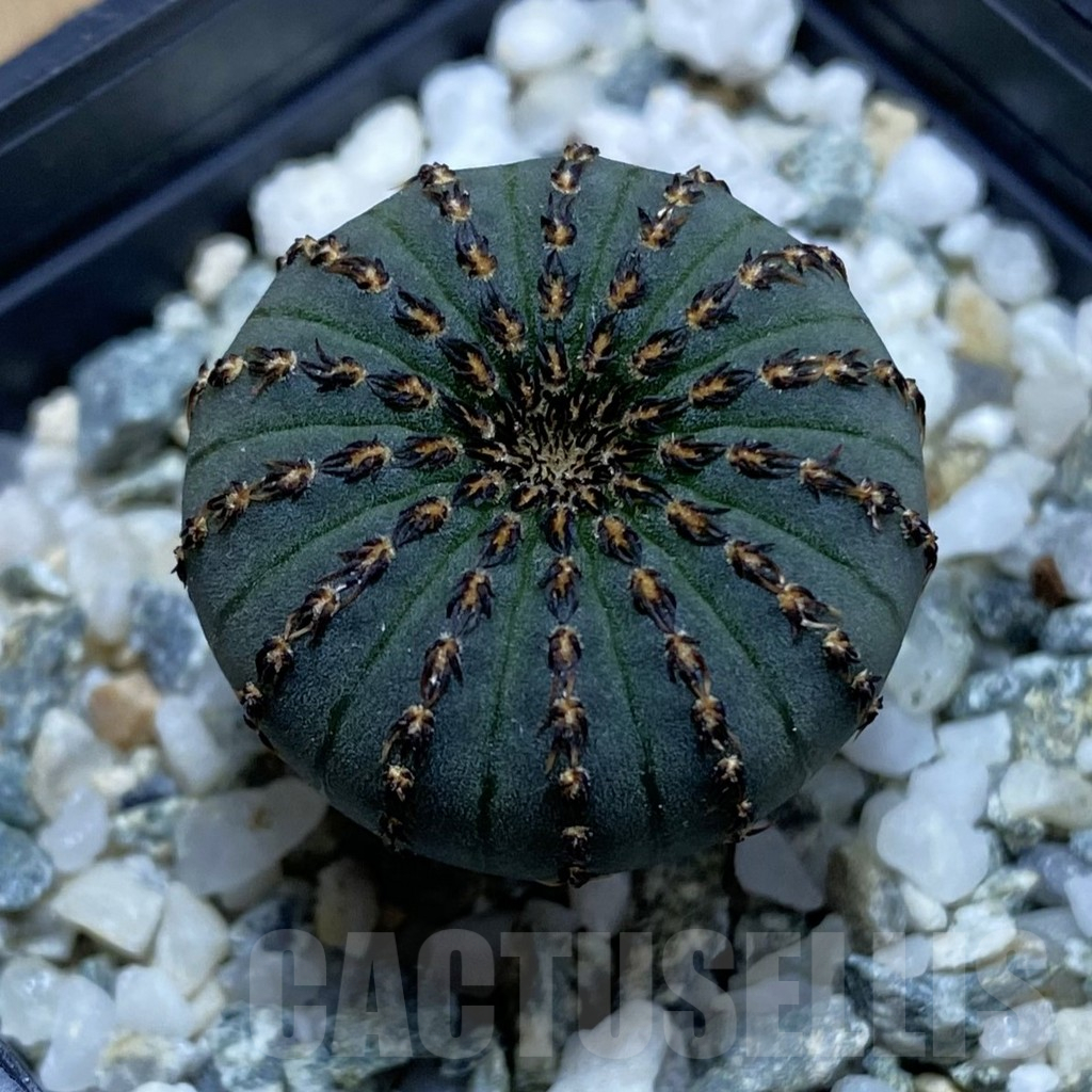 SH12356 Frailea asterioides