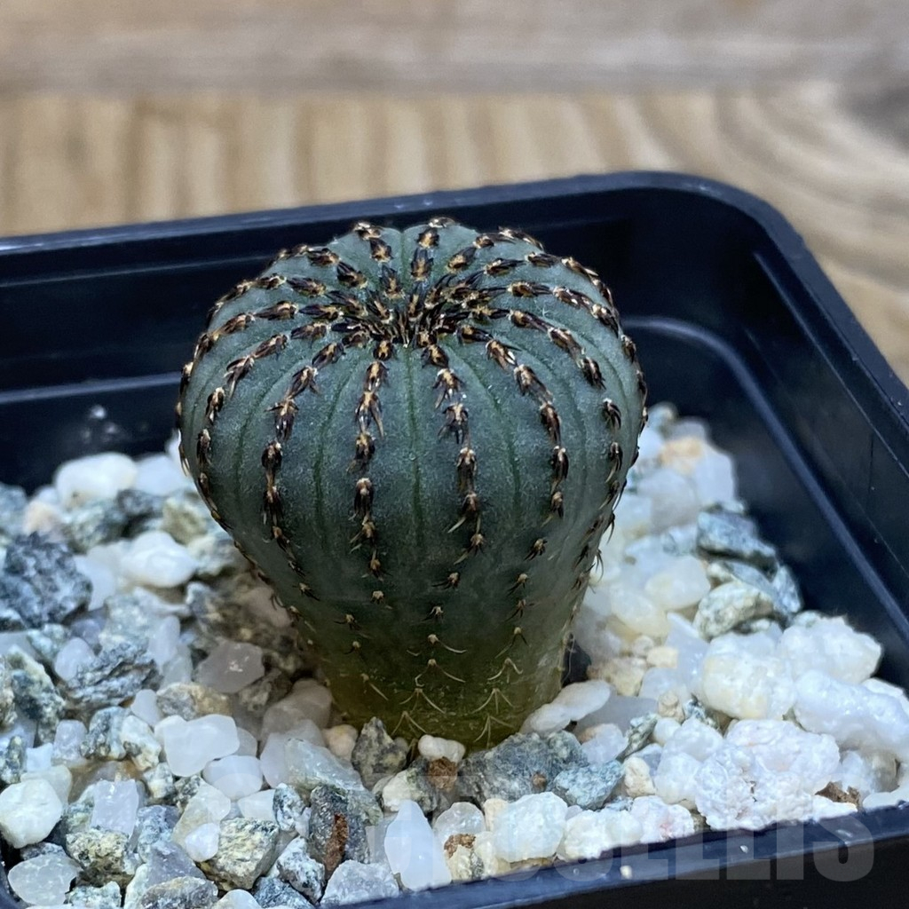 SH12356 Frailea asterioides - Image 2
