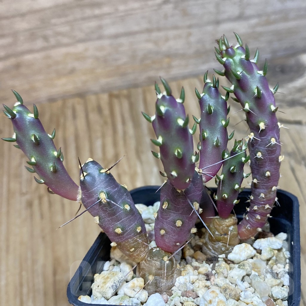 SH12360 Tephrocactus nigrispinus - Image 2