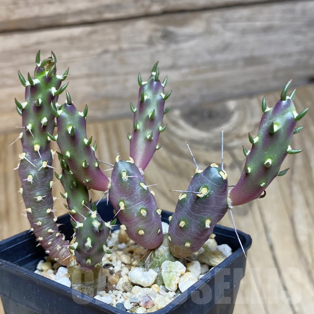 SH12360 Tephrocactus nigrispinus