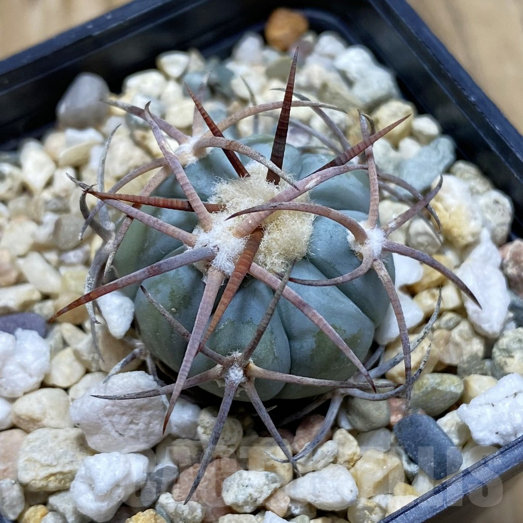 SH12363 Echinocactus horizonthalonius VZD 2970
