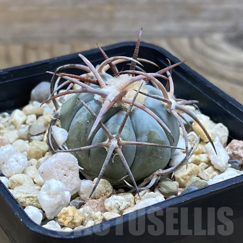 SH12363 Echinocactus horizonthalonius VZD 2970 - Image 2