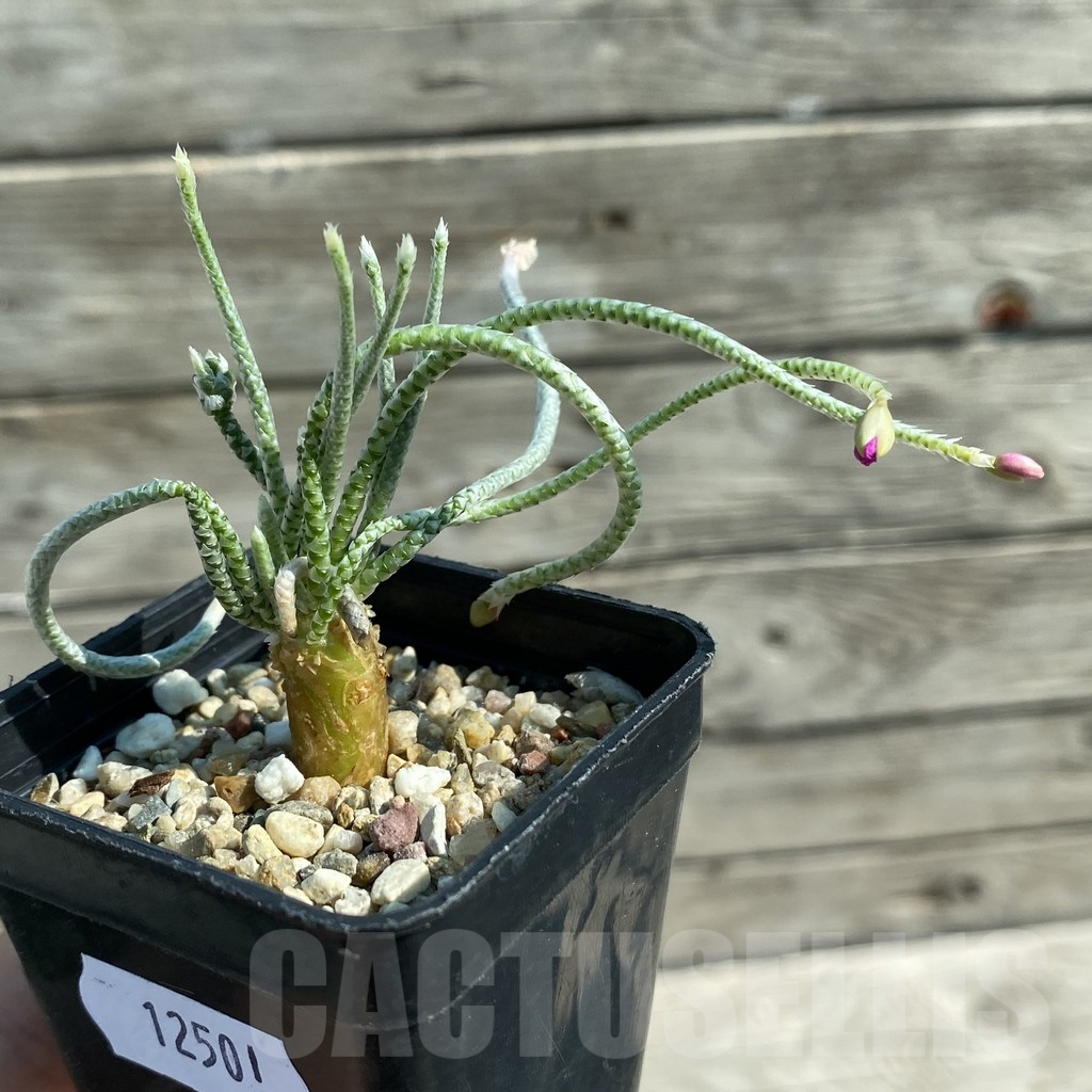 SH12501 Avonia quinaria, pink flower - Image 2