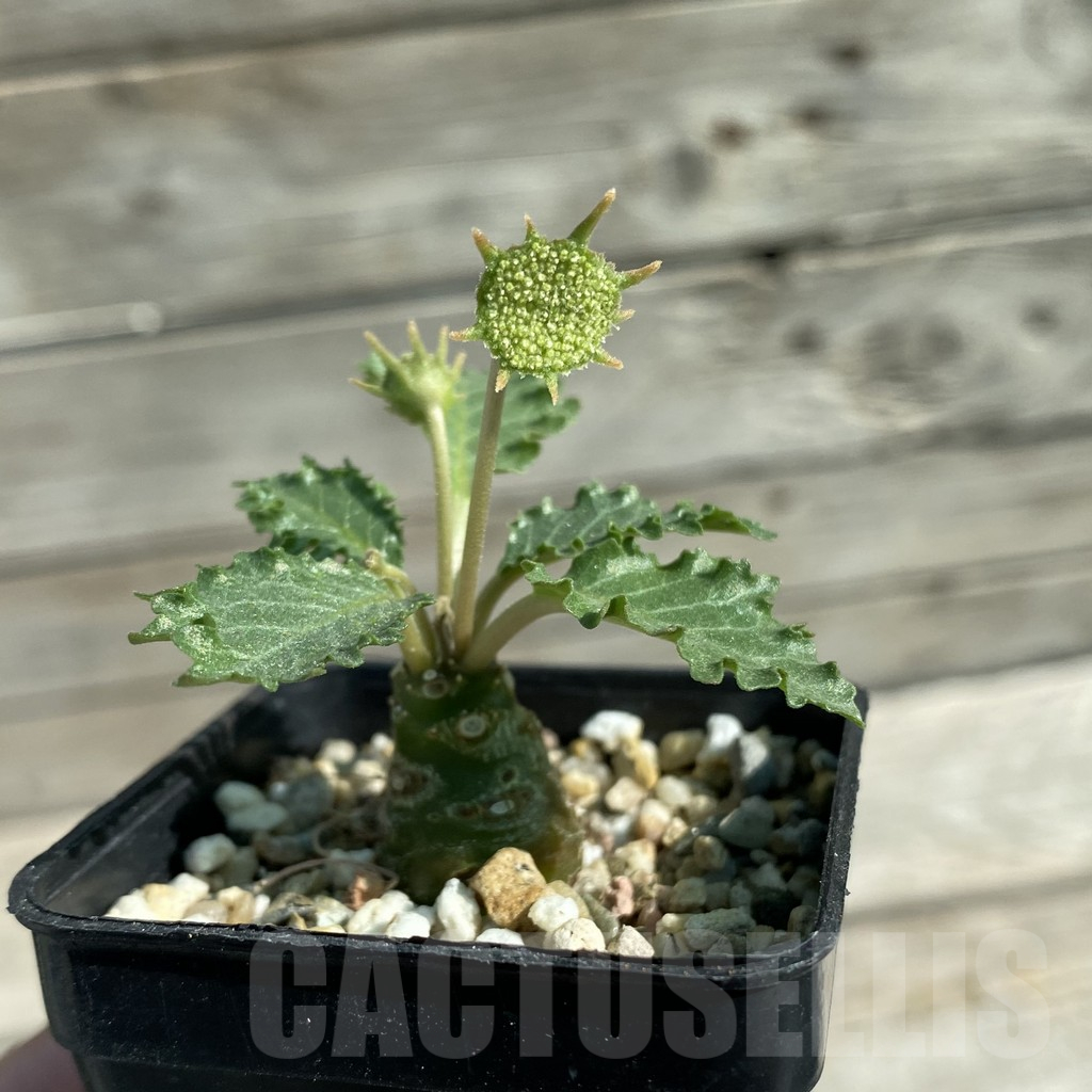 SH12509 Dorstenia horwoodii - Image 2