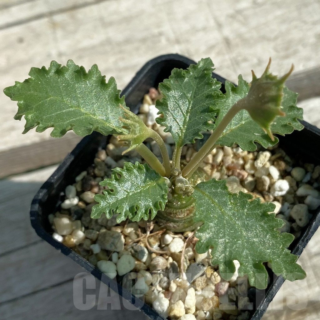 SH12509 Dorstenia horwoodii