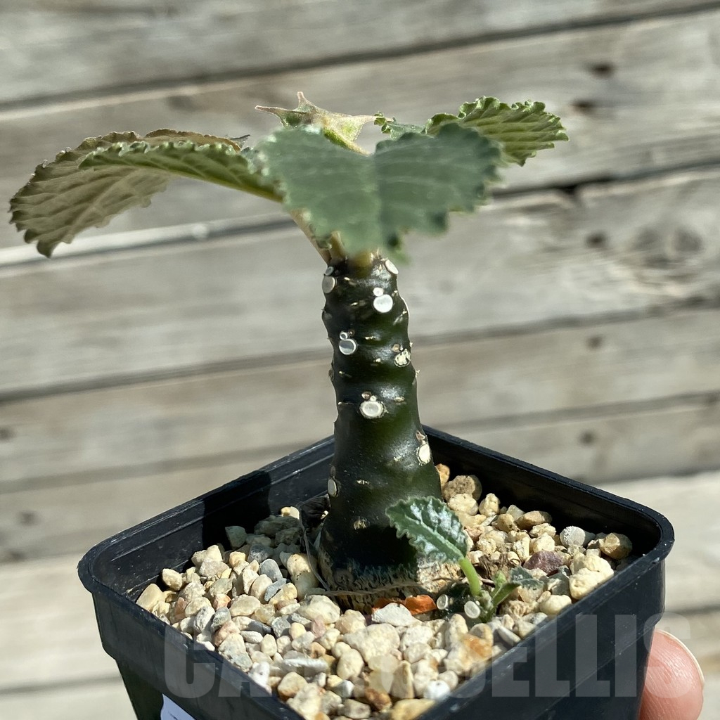 SH12513 Dorstenia hybrid - Image 2