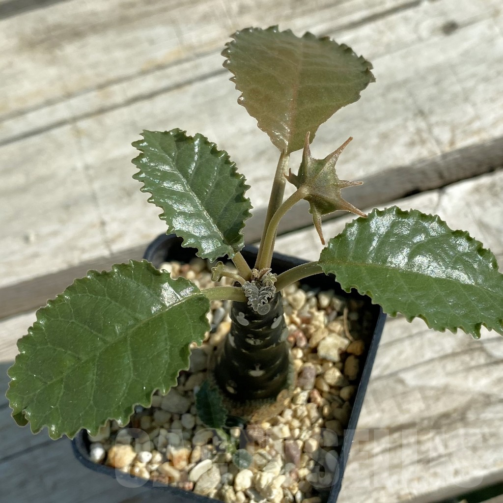 SH12513 Dorstenia hybrid